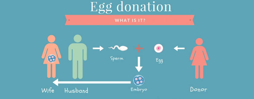 EGG-DONATION